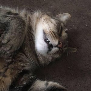 Meet your Posher, Carrie